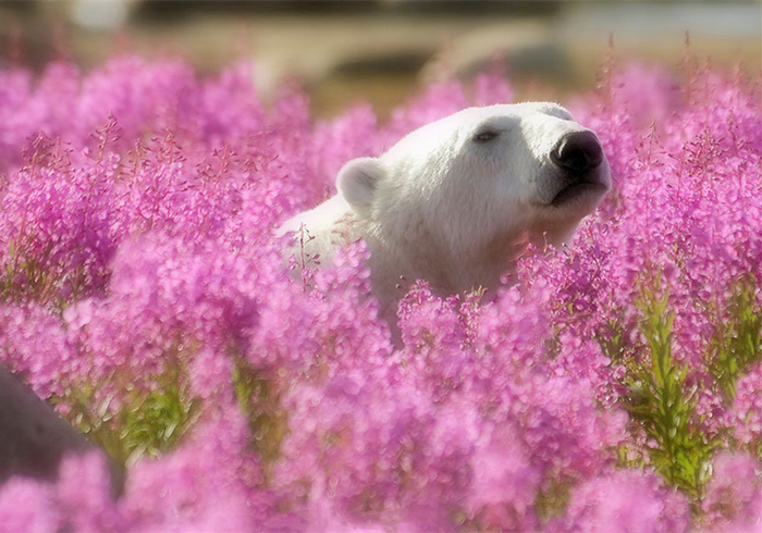 北极熊在花海中嬉戏?冰天雪地的极北之地,竟有如此景象