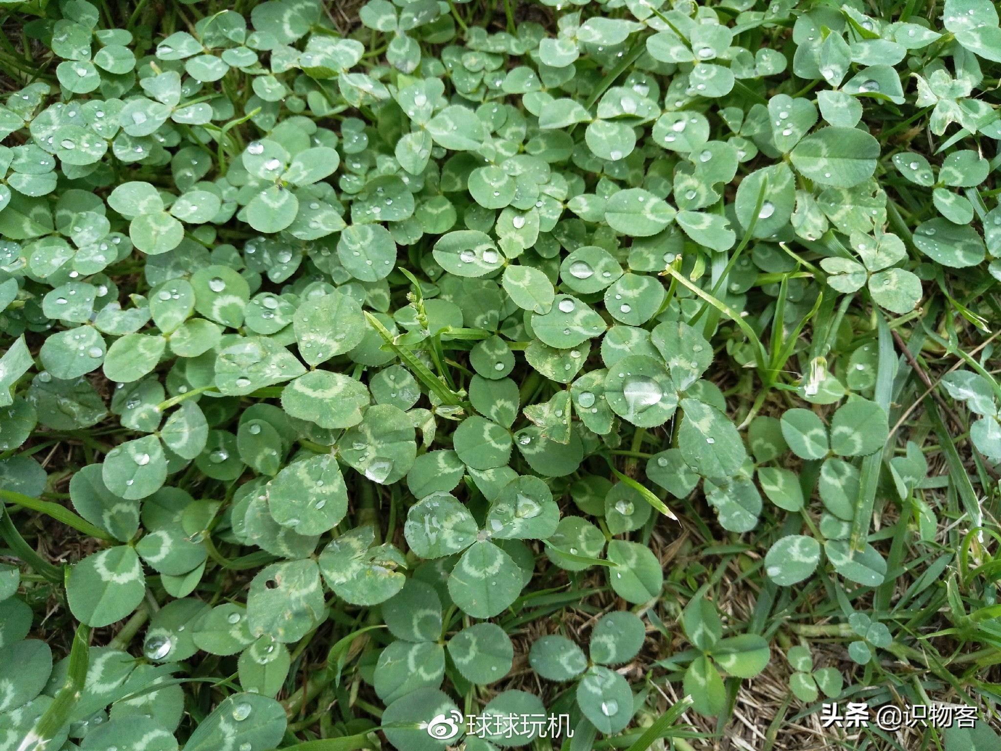 魅族pro6深度测评,魅族pro6评测