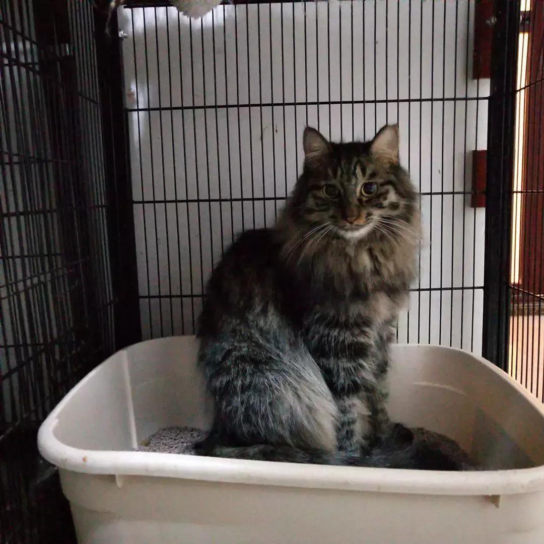 给它们一个家|线上宠物领养日,201903102