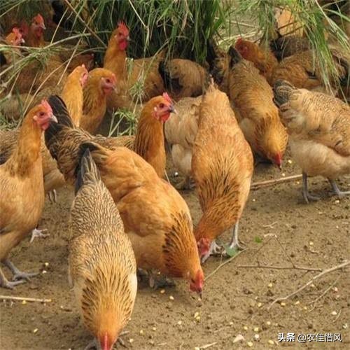 开车撞到了农村的土狗怎么办,农村开车撞死土鸡怎么处理