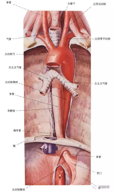 详细的消化道造影+彩色解剖图
