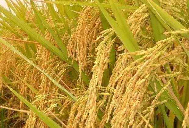 黑龙江省水稻高产施肥,水稻怎么施肥高产海南