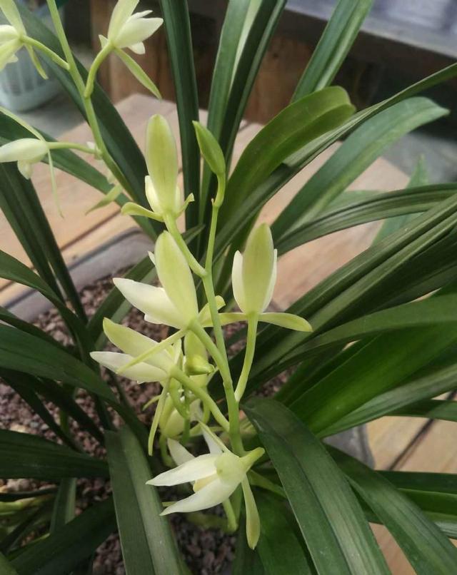 浓香型与幽香型兰花都有什么品种,香味浓郁易养的兰花有哪些