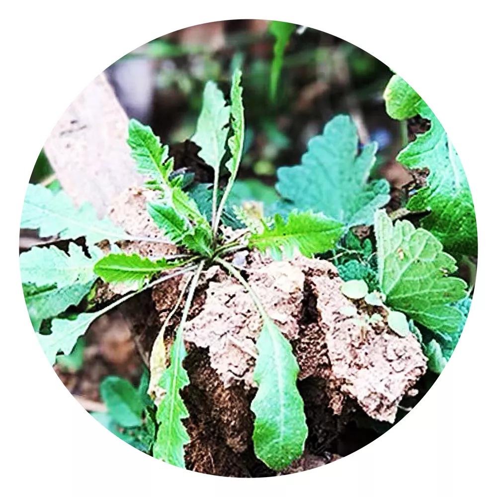 农家野菜好吃绿色又健康,农村随处可见的野菜