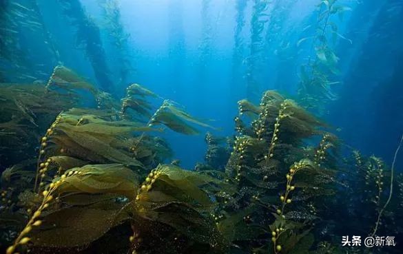 柳岩代言二裂酵母面膜,柳岩推荐的v脸面膜