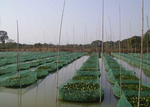 泥鳅为什么又肥又大没人敢吃,哪个品种的泥鳅营养价值高