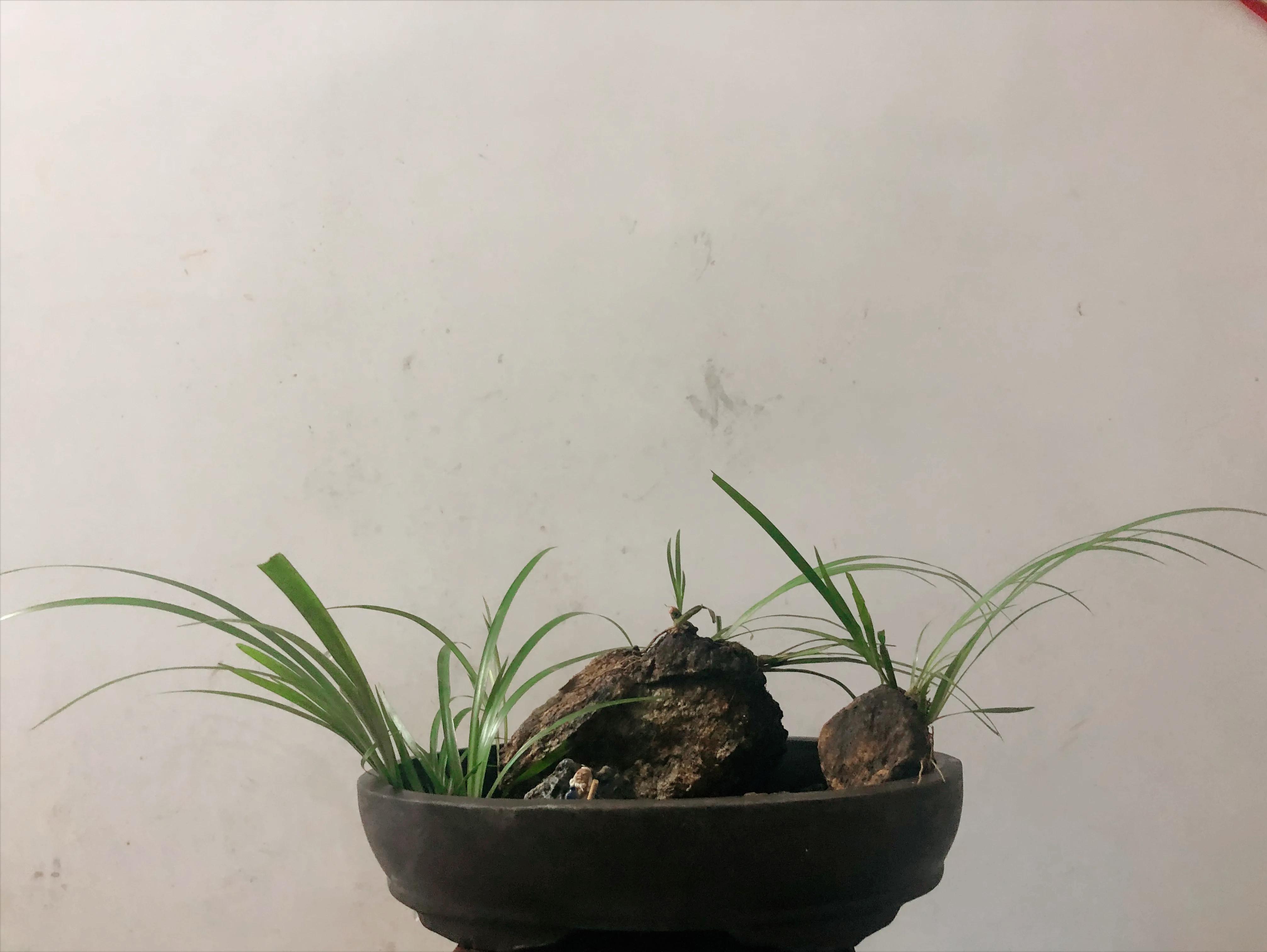 深山野岭野生植物,深山老林野菜植物