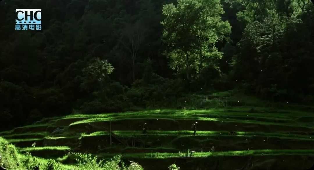 日本票房6亿的中国电影,国内票房破49亿