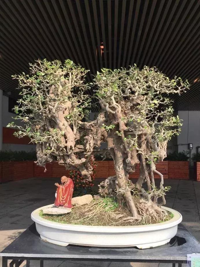 最值得收藏的六种盆景树种是哪种,常见的盆景树种有哪些