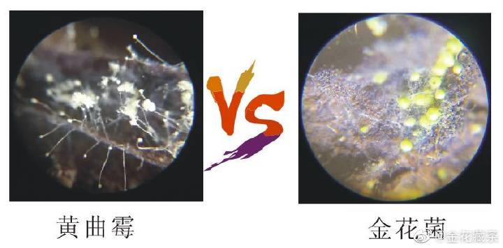 黑茶五步解决黄曲霉毒素风险