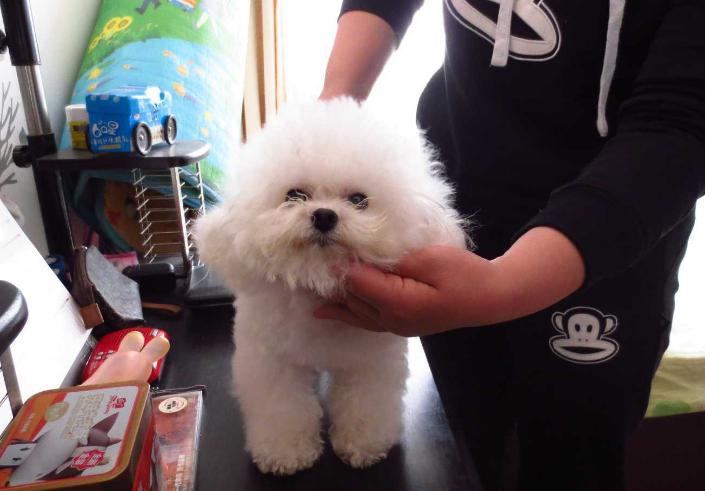 比熊犬吃东西,比熊犬缺乏微量元素吃什么