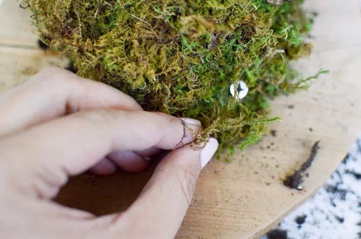 置爱|植物1.0是种在盆儿里的,植物2.0都趴在墙上的