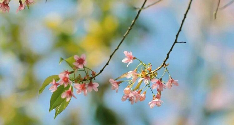 换季眼痒难耐,咸阳彩虹医院眼科医生教你如何应对过敏性结膜炎
