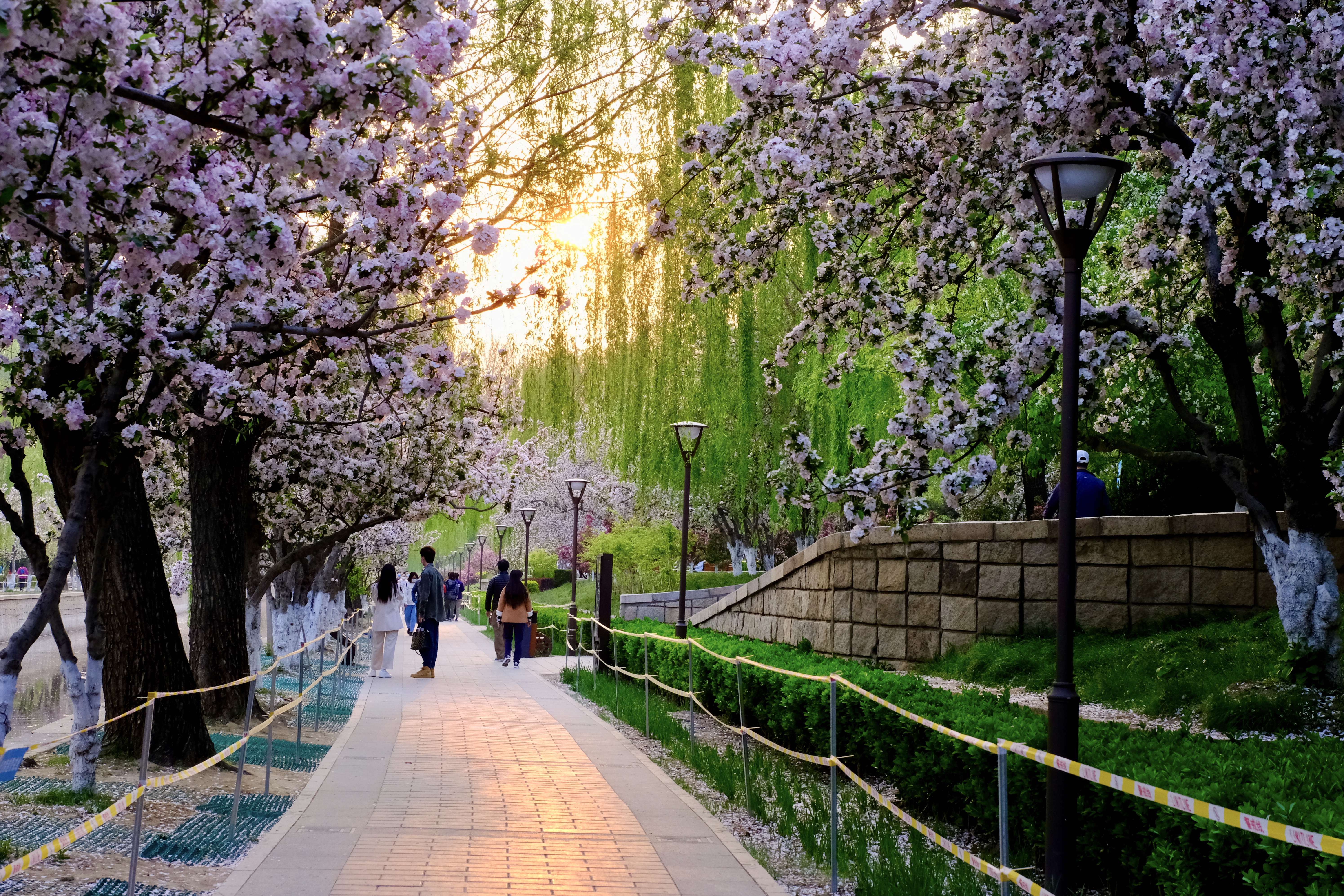 开往地铁上的春天,开往春天的地铁邂逅京城的花开