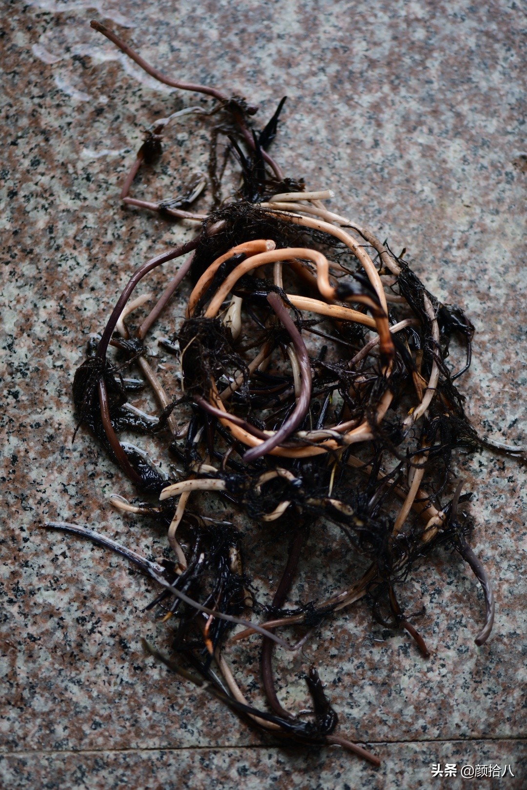 碗莲种藕生长到开花全过程,碗莲种植方法和时间图片