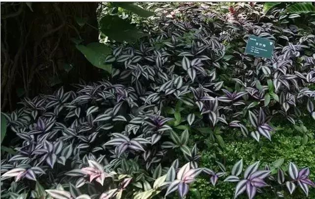 身边常见花卉识别,身边常见的树有哪些