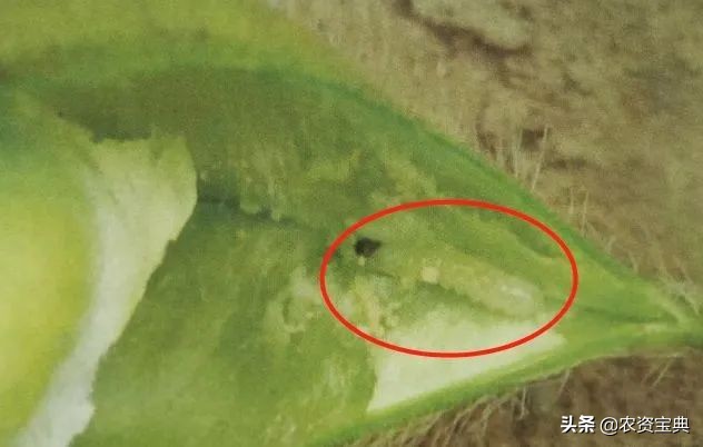 小小“大豆食心虫”危害大！该怎么治？5点措施轻松解决