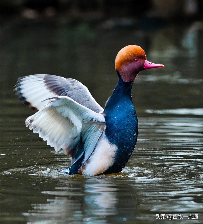 鸭虱病最佳治疗方法,鸭念珠菌病防治