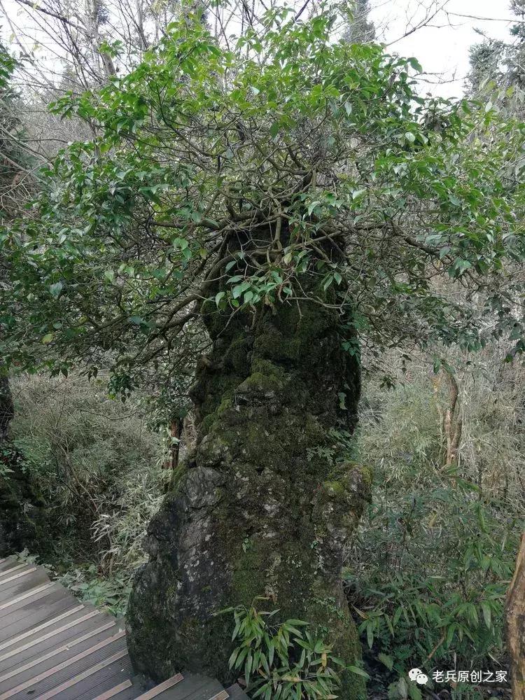 四川四大历史名山华蓥山,华蓥山名山