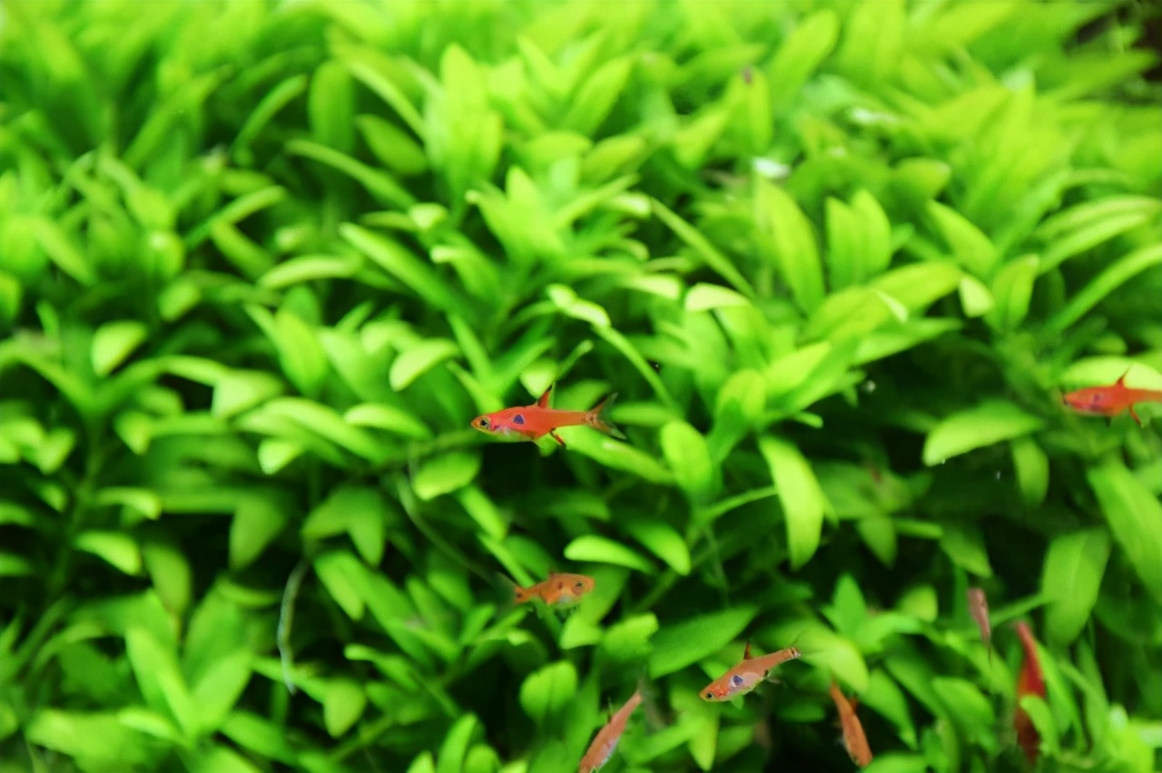 石上的迷你矮+血红宫廷,美的让人心醉