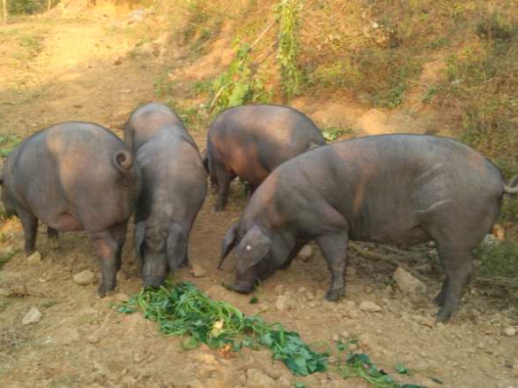 红薯翻蔓是增产还是减产,红薯为什么要翻蔓