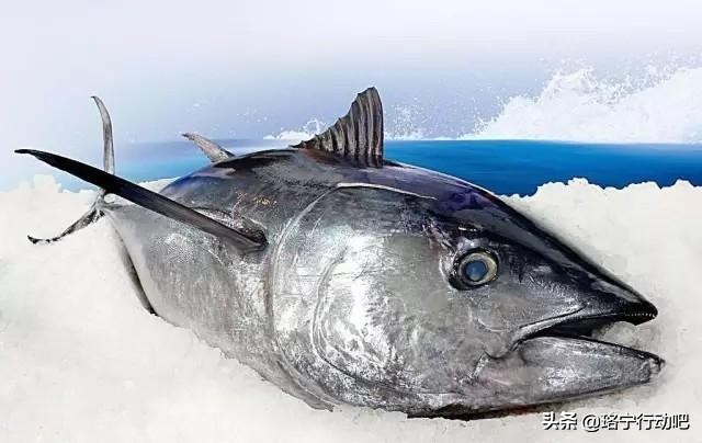 很多人胖都是因为营养不良,人胖了最容易缺少什么元素