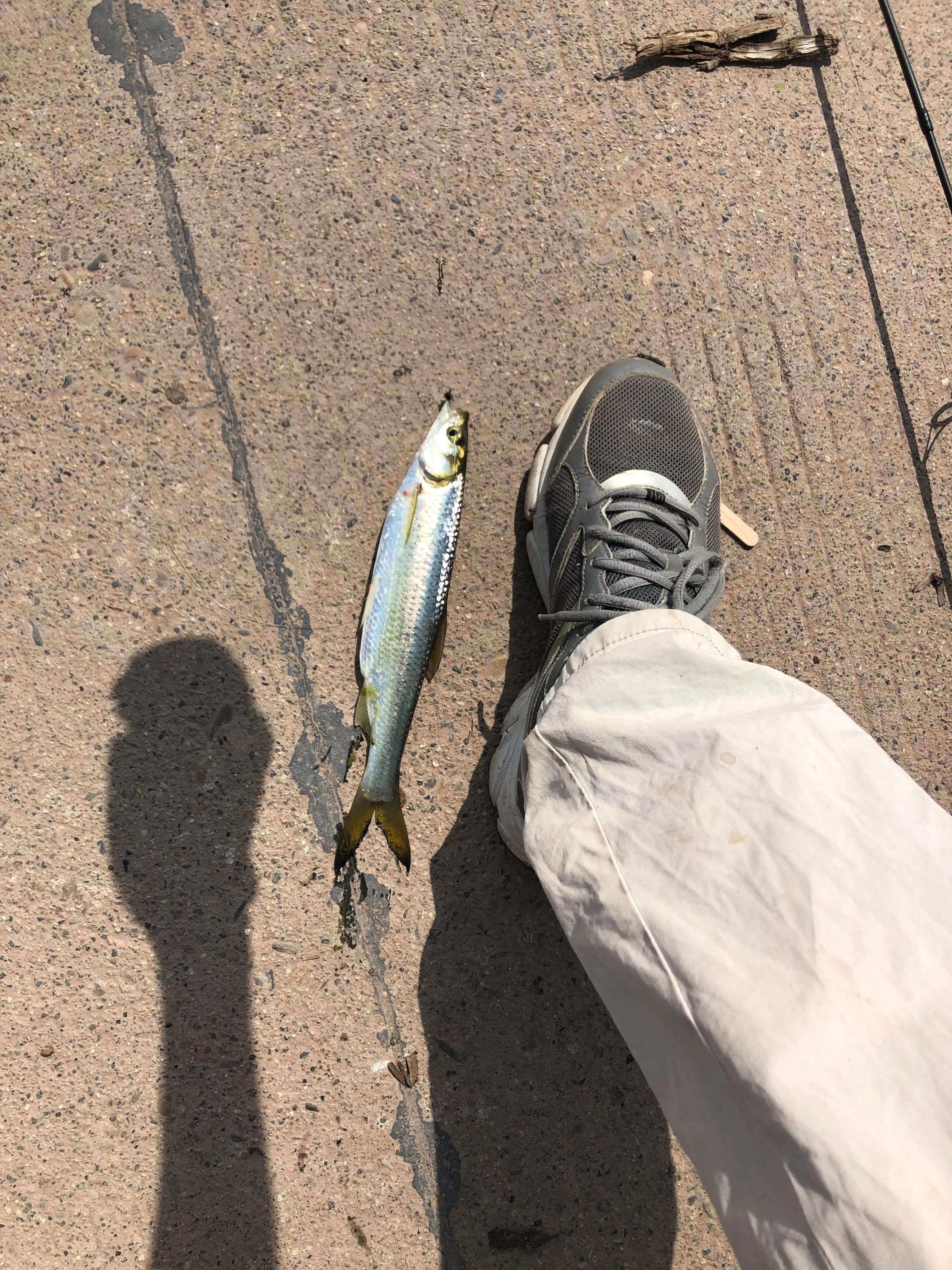 成都哪里路亚野钓太阳鱼,最近成都锦江路亚野钓地点大全