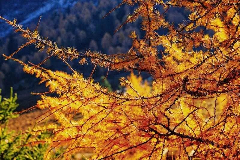 四川木格措旅游自驾游攻略2天,成都自驾到木格措旅游攻略