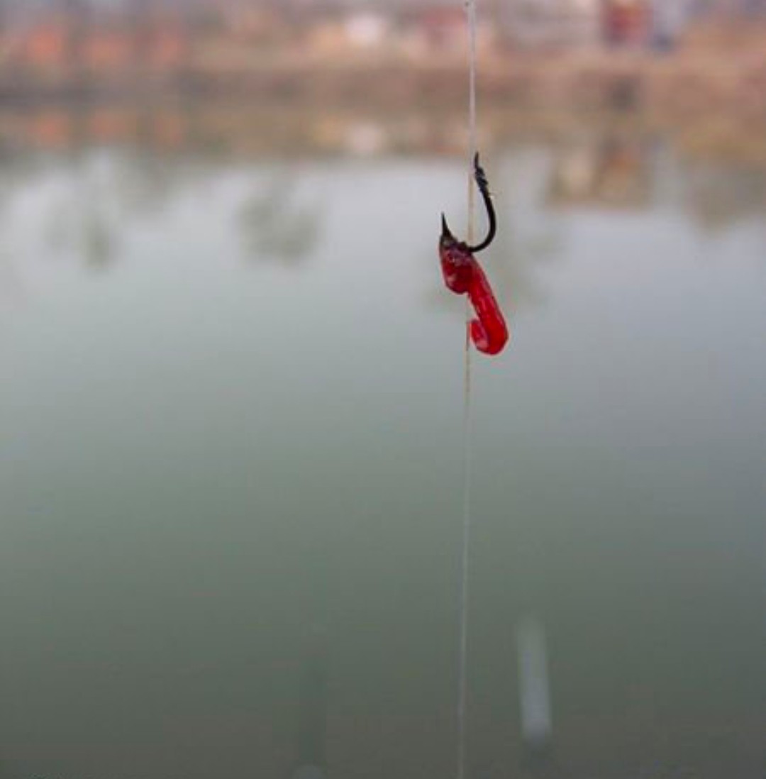 冬天大河野钓黄辣丁什么水域适合,野钓黄辣丁的正确方法与技巧