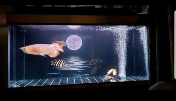 龟缸可以用硝化细菌吗,怎样看龟缸硝化细菌群建立好了