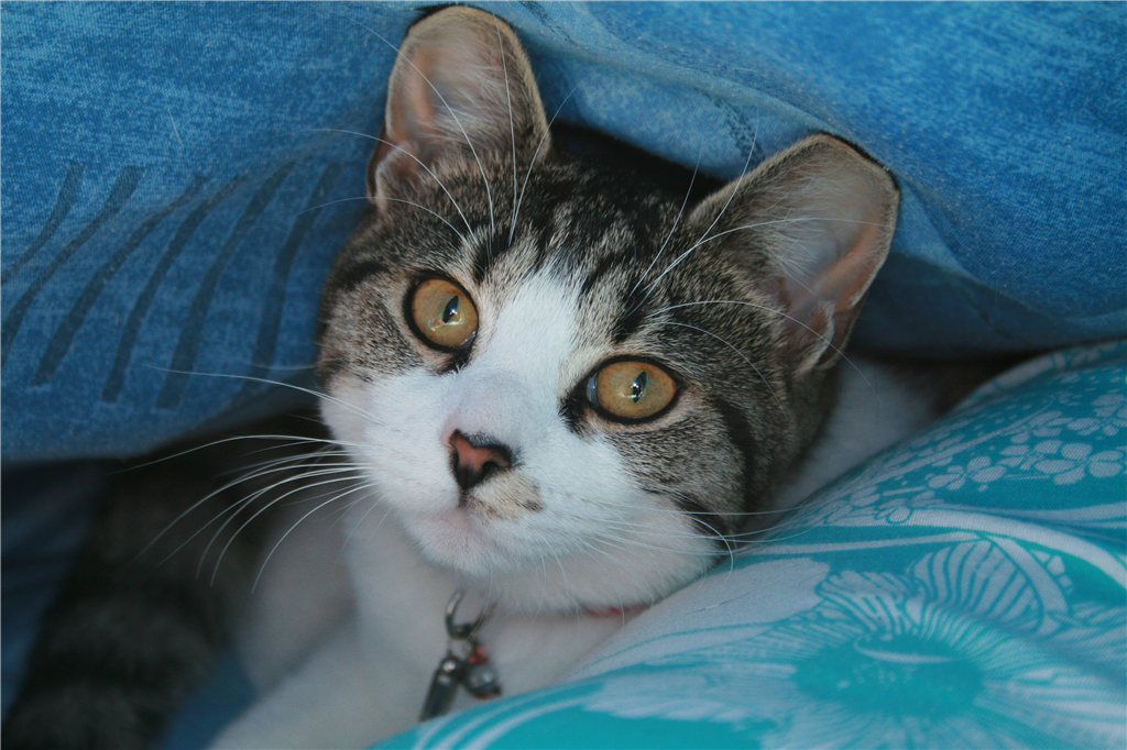 猫尿在沙发上怎么彻底去除猫尿味,猫尿在车脚垫上了怎么去除猫尿味