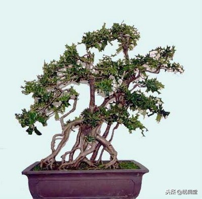 丛林式盆景欣赏,盆景欣赏及制作