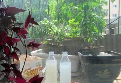 淘米水加果皮养花,淘米水加肥料