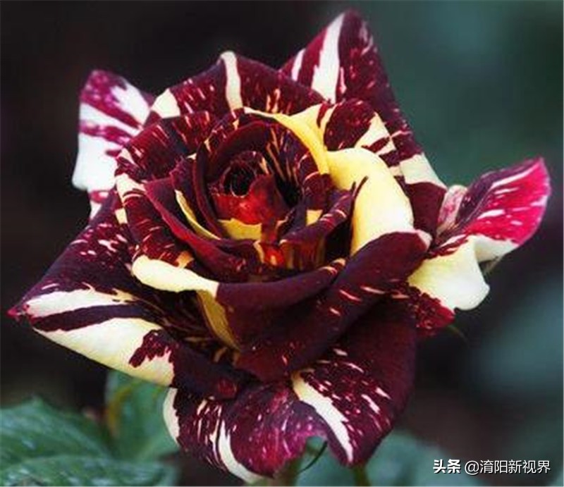 月季创新造型是什么,热门月季品种推荐图片欣赏