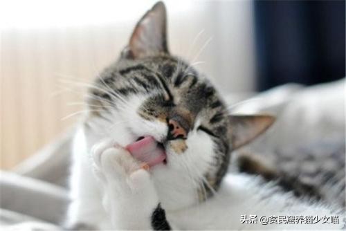 辟谣猫咪,猫咪吐毛球的学术说法