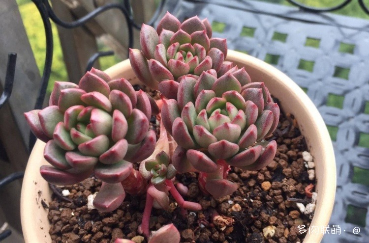 不管什么多肉都适合叶插吗,不管什么多肉都可以变老桩吗