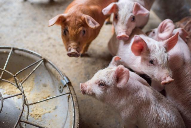 南宁猪肉一斤多钱,南宁双孖井的猪肉为什么那么便宜