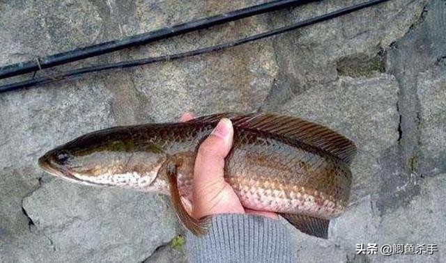 <html>
<head><title>502BadGateway</title></head>
<body>
<center><h1>502BadGateway</h1></center>
<hr><center>nginx</center>
</body>
</html>
<!--apaddingtodisableMSIEandChromefriendlyerrorpage-->
<!--apaddingtodisableMSIEandChromefriendlyerrorpage-->
<!--apaddingtodisableMSIEandChromefriendlyerrorpage-->
<!--apaddingtodisableMSIEandChromefriendlyerrorpage-->
<!--apaddingtodisableMSIEandChromefriendlyerrorpage-->
<!--apaddingtodisableMSIEandChromefriendlyerrorpage-->
