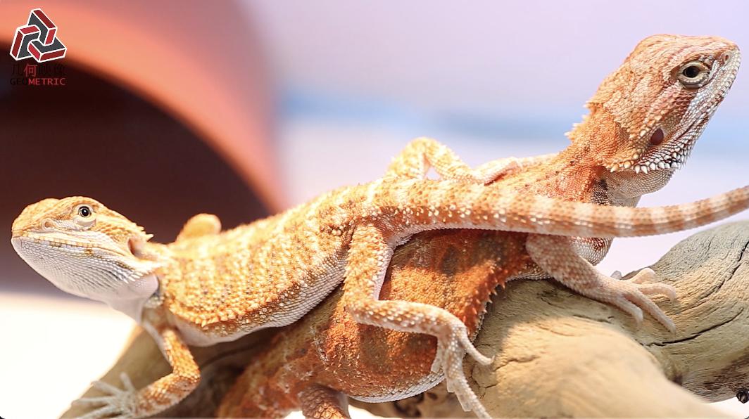 香港90后成为异宠兽医，希望天下爬虫类都健康成长