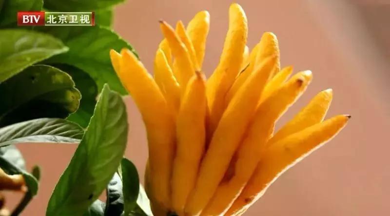 古方强心茶中药内调养生茶,中药养心护心茶