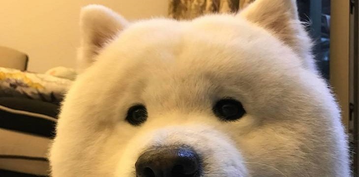 狗狗接回家需要笼养多久,接狗狗回来前需要准备什么