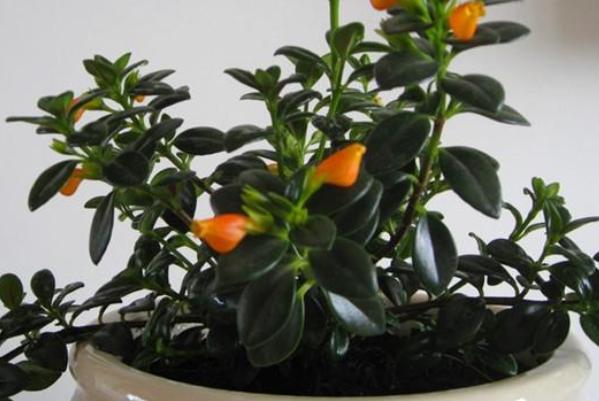 扦插金鱼吊兰的方法和步骤,金鱼吊兰扦插后多长时间能长出根