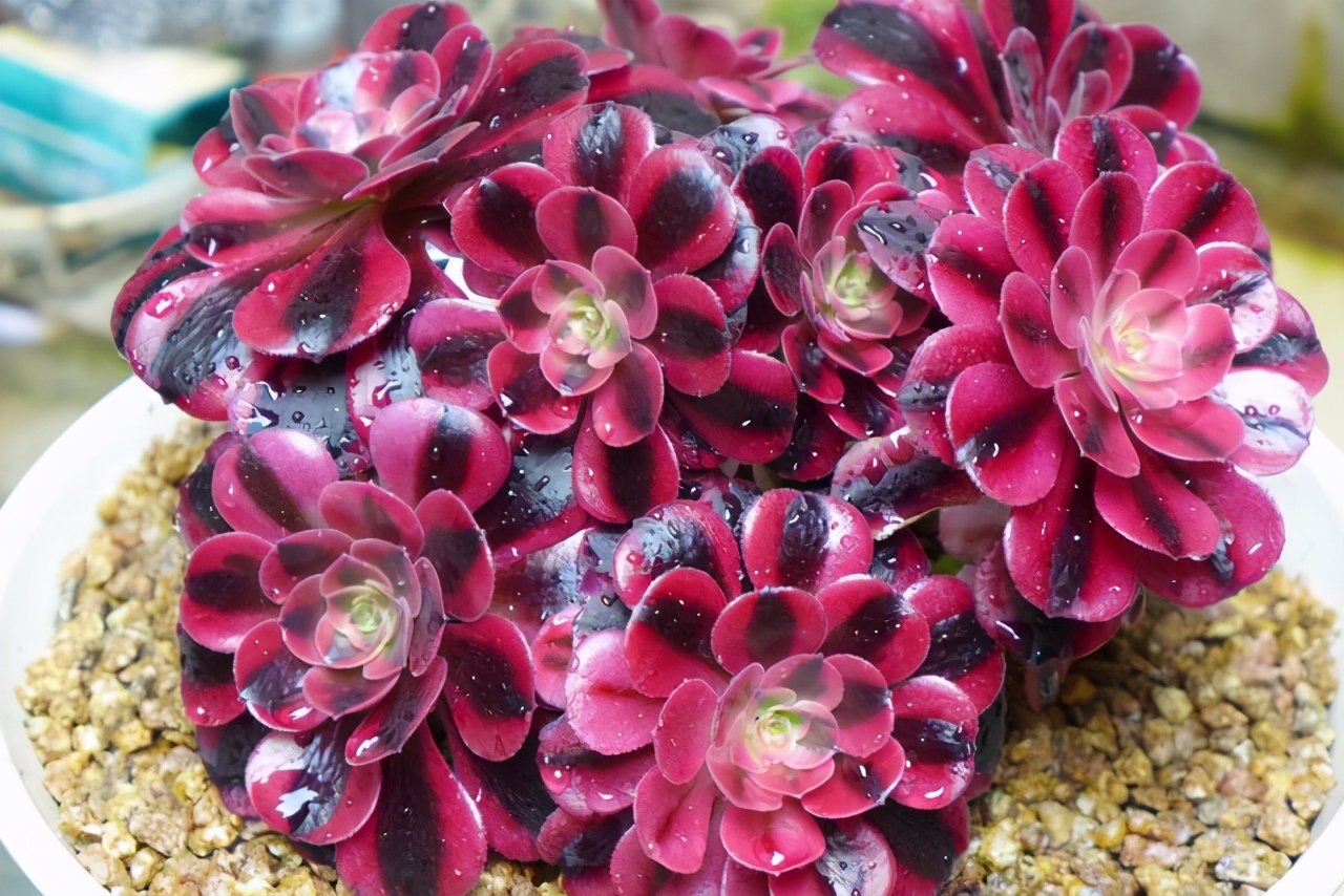 多肉美杜莎精品,多肉美杜莎多少钱一斤