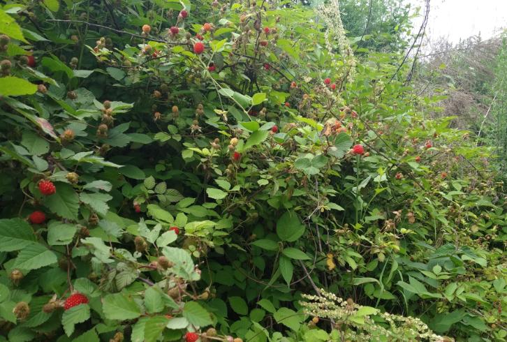 山上能吃的野草莓,80后吃过的野生果子野草莓