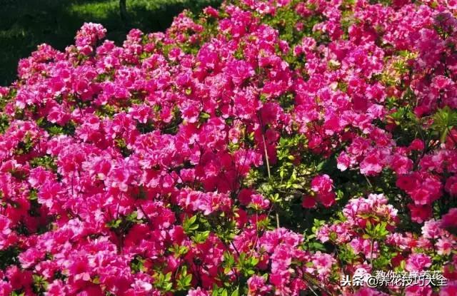 刚栽的杜鹃花蔫了怎么办,杜鹃花死了一半怎么回事