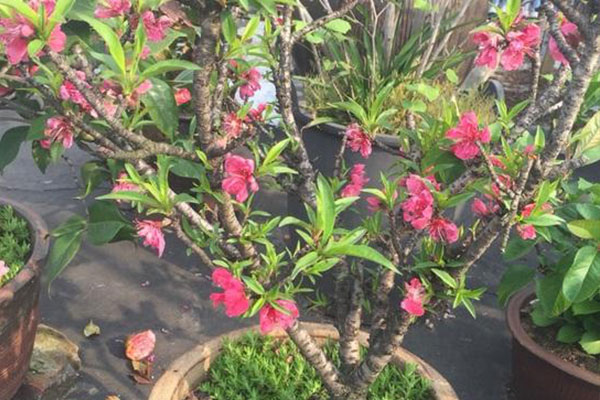 轻土桃花盆栽,桃花盆栽水培