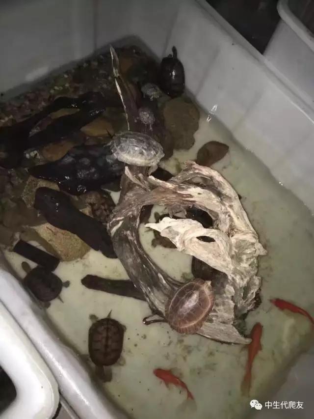 半泥半水的养龟环境视频,欧泽龟用什么环境养