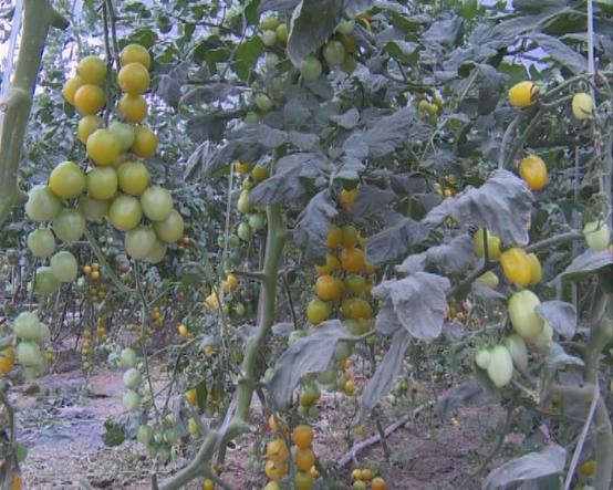 临颍南瓜,临颍县南瓜