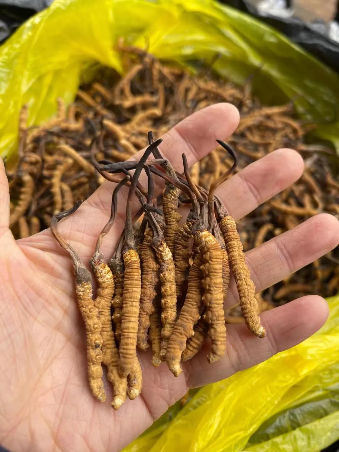 冬虫夏草鸡汤做法虫草放多少,孕妇虫草炖鸡汤一般放几根