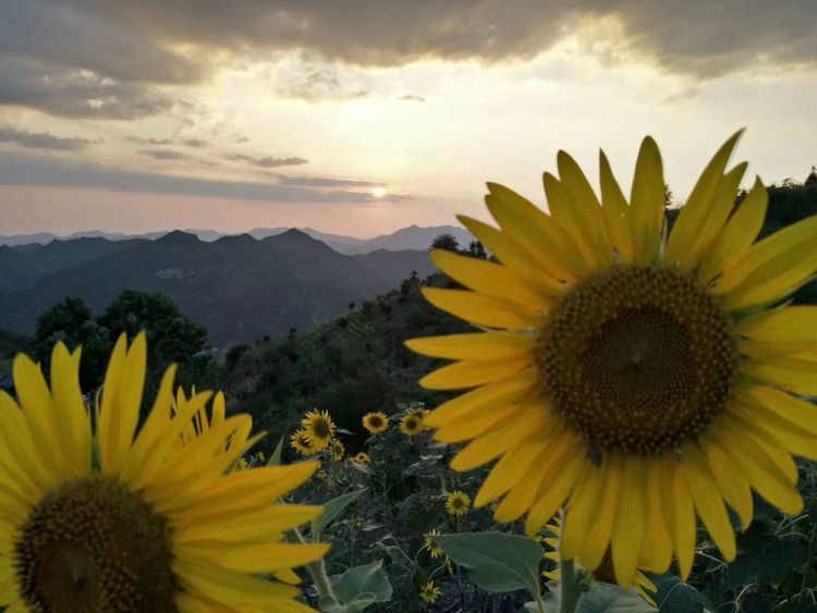 8月向日葵云海(徽州百工、黟县的朋友圈、瓷都景德镇)采风